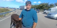 L'asinella Susy alla protesta nel Foggiano, 'costa meno del gasolio'