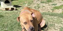 Scoperto a Parma un giro di combattimenti tra pitbull dopati