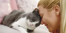La routine d'amore tra noi e i nostri animali domestici