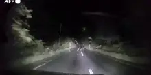 Giappone, dashcam riprende un orso che si scaglia contro un'auto