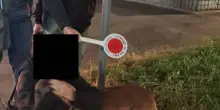 Smarrisce il cane e le chiedono un riscatto, due denunciati a Milano