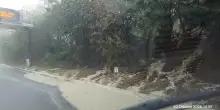 Maltempo, crolla un albero su un'auto a Jesolo, un morto