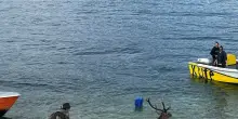 Cervo finisce nel lago di Garda, un cacciatore d&agrave; l'allarme e lo salva