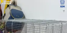 Sequestrati 377 animali esotici al porto di Pozzallo, 'trasporto illegale'