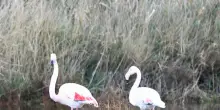 Riserva Biviere di Gela casa dei fenicotteri rosa, 276 avvistati in due giorni