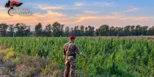 Piantagione di marijuana in Gallura, 4 arresti