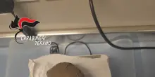 Cane da tartufi scava in bosco del Teramano e trova 270 grammi di cocaina