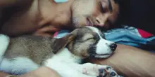 Dormire col proprio cane non disturba il sonno