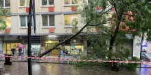 Ondata di maltempo, crolla un albero nel centro di Napoli