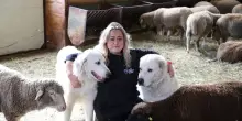 'Io, rimasta a Ussita per salvare la pecora dall'estinzione'