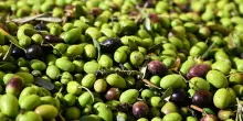 Lollobrigida, arriva documento elettronico dell'olio, nuova tutela per agricoltori