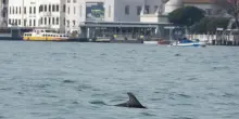 Nell'Adriatico non c'&egrave; pi&ugrave; cibo, sempre pi&ugrave; delfini a Venezia