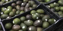 Ispettori Usa tornano nei campi di avocado in Messico, riprende il commercio estero