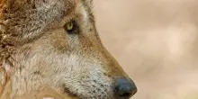 C'&egrave; un terzo bambino azzannato da un animale selvatico, il sindaco chiude i parchi