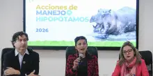 Colombia, stop all'abbattimento degli ippopotami di Pablo Escobar