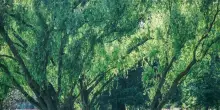 Tenta di violentare una donna in un parco, arrestato dai carabinieri