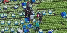 Braccianti-schiavi clandestini nel Casertano, a lavoro per 14 ore