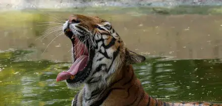 Messico, uccisa la tigre Kenzo che era fuggita da un centro privato