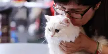 Cat travel, 5 consigli per viaggiare con il proprio gatto