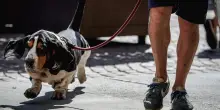 Caldo, stop a cani e gatti in balconi e cortili non riparati nel Cagliaritano