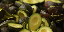 Il Messico annuncia misure per riprendere l'export di avocado negli Usa