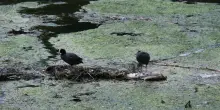 Siccit&agrave; del distretto Po, autobotti per acqua potabile in diversi Comuni