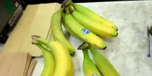 Panama, operazioni di Chiquita al 60% con 5.000 lavoratori