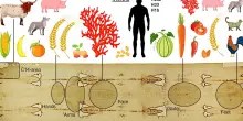 Tracce di Dna raccontano le contaminazioni recenti della Sindone