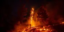La Regione Piemonte: 'Gli incendi stanno provocando una catastrofe ecologica'