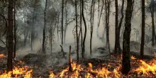 La foresta di Fontainebleau ancora in preda agli incendi, devastati 1.900 ettari