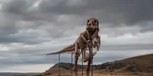 All'asta uno dei T. rex pi&ugrave; grandi al mondo, valutato 30 milioni di dollari