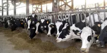 Confcooperative, con caldo estremo stalle in ginocchio, cala produzione latte del 10%