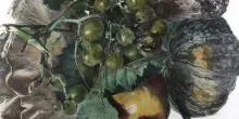 A Imola inaugura una mostra dedicata all'artista bolognese Wolfango
