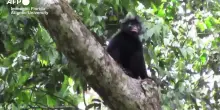 Congo, ripresa una nuova specie di scimmia africana nella foresta pluviale
