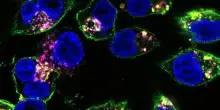 Da un farmaco mutaforma un doppio colpo ai tumori
