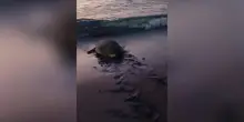 Tartaruga tra le sdraio a Marzamemi per deporre le uova, salvata dal Wwf