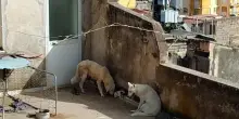 Cuccioli di cane morti per caldo, gli attivisti: 'Il proprietario non finir&agrave; in cella'