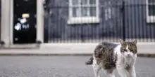 Il premier Burnham assicura: il gatto mascotte di Downing Street sta bene