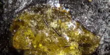 Scoperta l'ambra pi&ugrave; antica, ha 385 milioni di anni