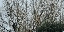 Famiglia nel bosco: Pillon, 'speriamo in un ricongiungimento al pi&ugrave; presto'