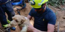 Due cani bloccati nella tana di un tasso salvati dai vigili del fuoco
