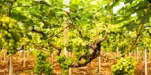 Uva da tavola, export record sfiora il miliardo di euro, 60% &egrave; pugliese
