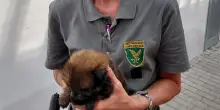 Cani maltrattati in Friuli, sequestri dei forestali in una abitazione