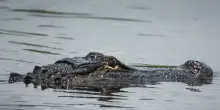 Alligatore nel tombino, paura in un comune brasiliano