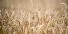 La Fao riconosce la comunit&agrave; di Pollica come Eroe del Cibo