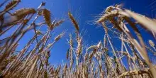 Istat, nel 2023 1,1 milioni di aziende agricole, stabili sul 2020