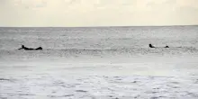 Avvistati squali, chiusure in una popolare spiaggia di New York