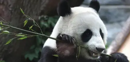Due panda giganti dalla Cina in volo verso uno zoo negli Usa