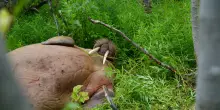 Un tricheco si avventura nelle foreste in Norvegia, 'mai visto nulla di simile'
