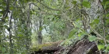 Ritrovata una tomba dei giganti nascosta tra la vegetazione nel Nuorese
